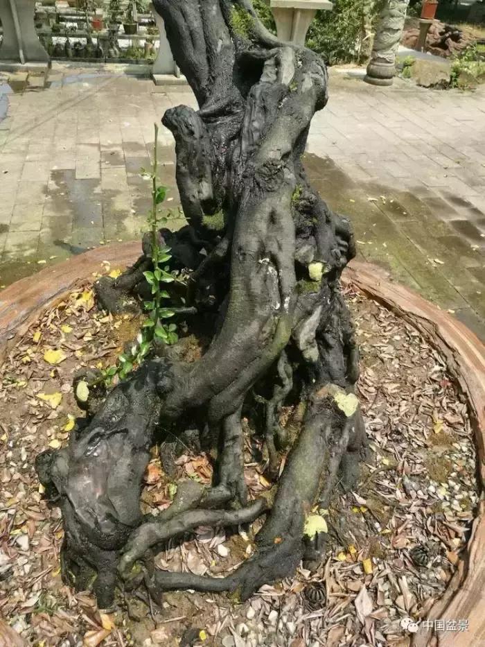 左世新金弹子盆景直播,左世新根艺金弹子