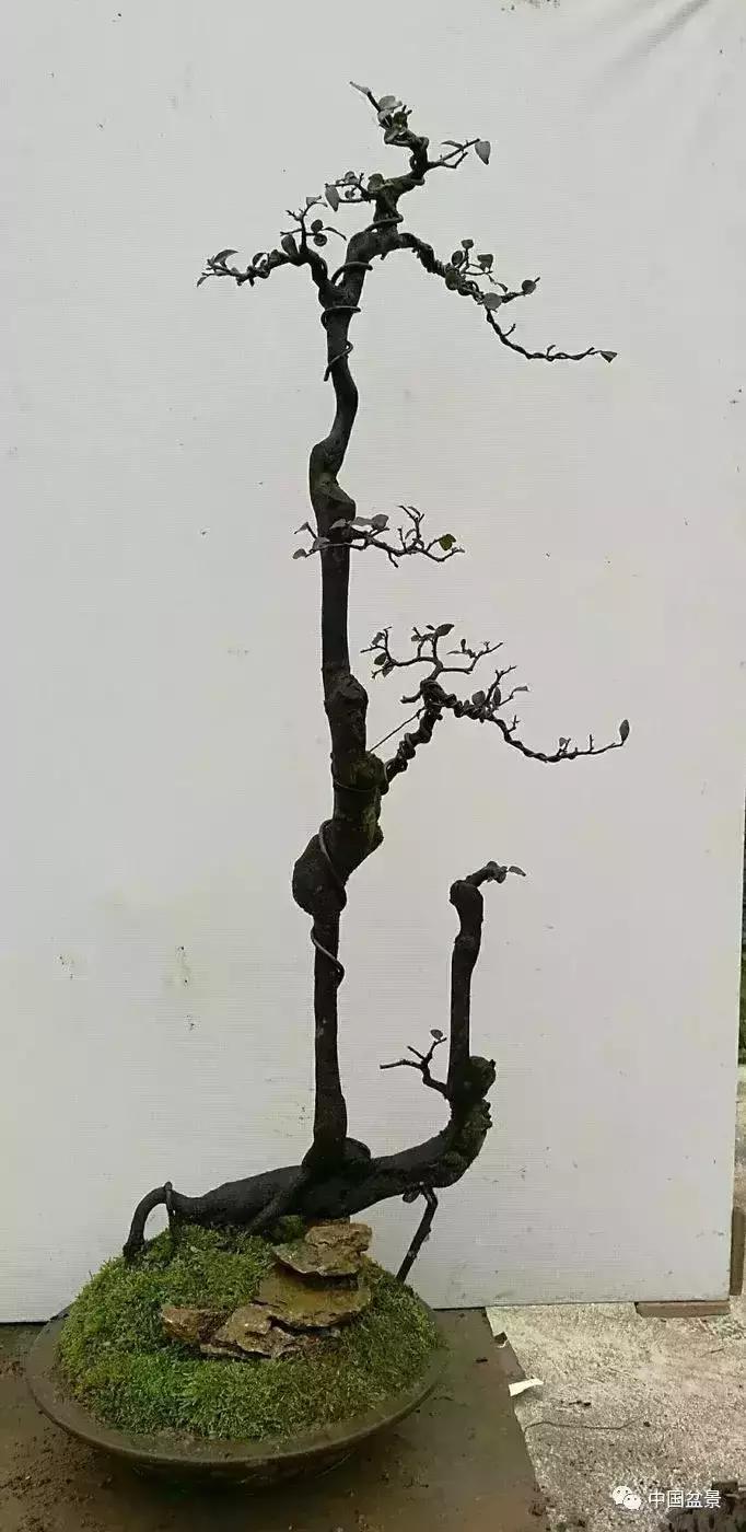 左世新金弹子盆景直播,左世新根艺金弹子