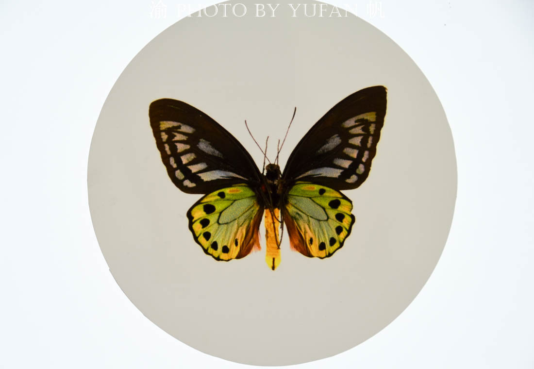 中国的国蝶是什么？居然很多人都不知道！来亚州最大有蝴蝶馆看看