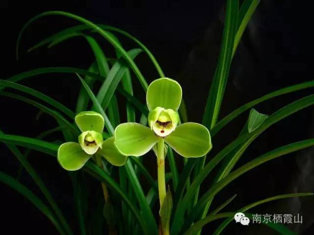 落叶禅意故事,一片树叶的禅意故事