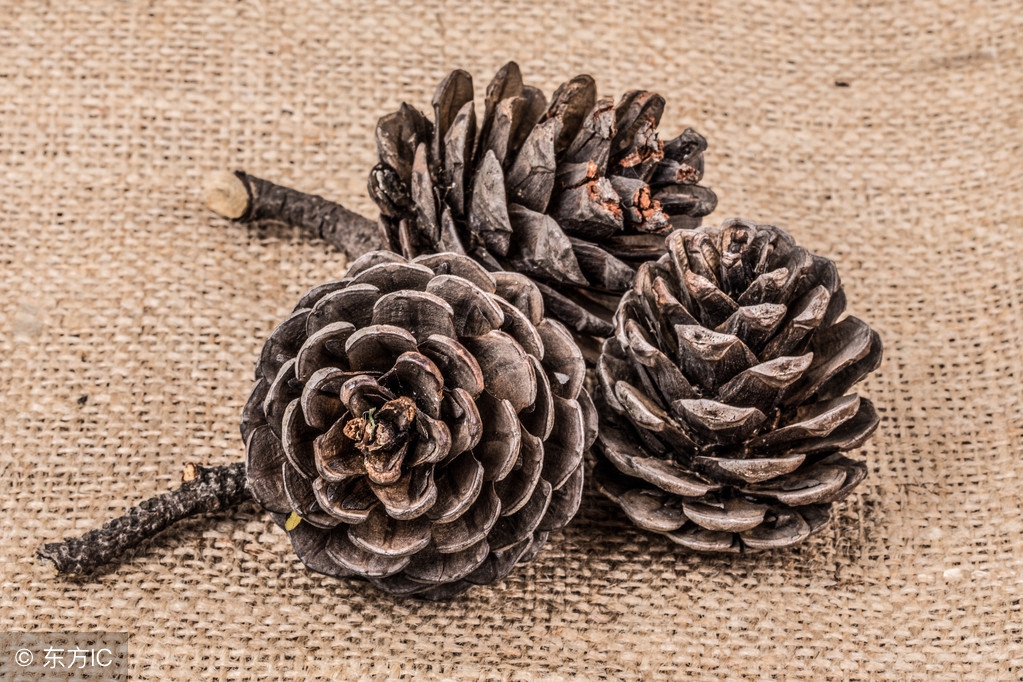 这种果子五十多年才结一次成熟还需要2年农民采摘十分不易！