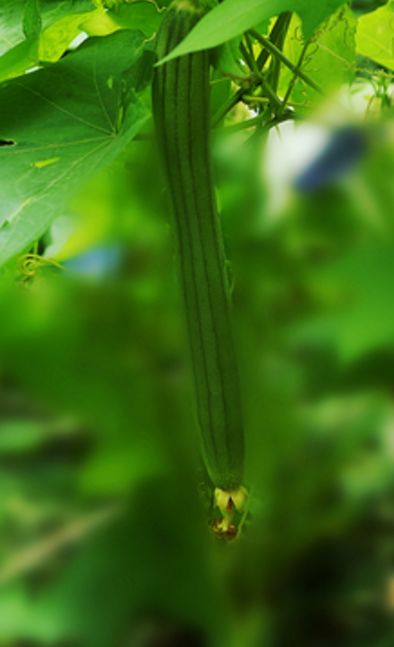 「诗词原创」罗武第｜村趣—乐隐柴门云涧度草鸡卧暖饮霞阳