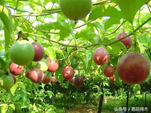 百香果栽培的最佳温度,百香果苗栽培多久能结果