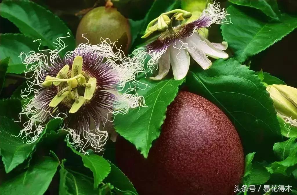 百香果栽培的最佳温度,百香果苗栽培多久能结果