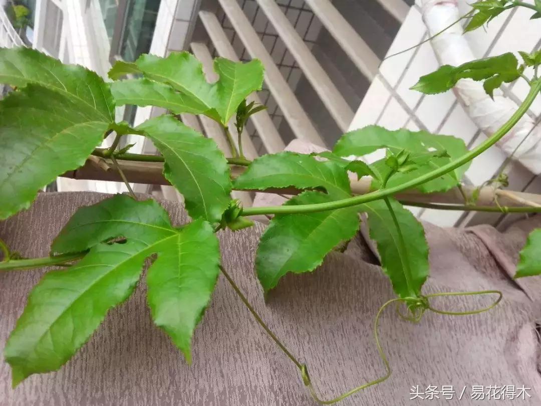 百香果小苗换大杯如何养护,百香果垂帘式栽培方法