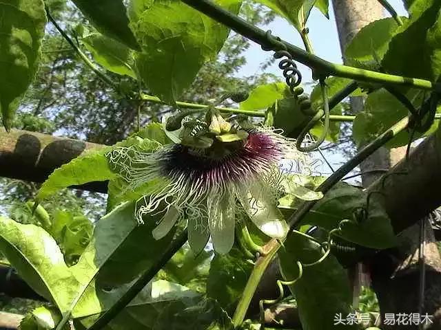 百香果小苗换大杯如何养护,百香果垂帘式栽培方法