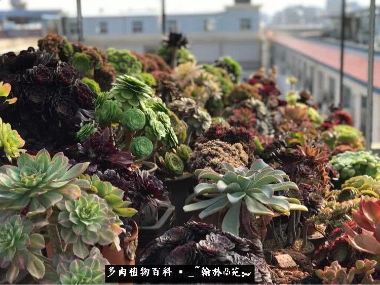 昆明精品多肉花园,昆明最好看的多肉花园