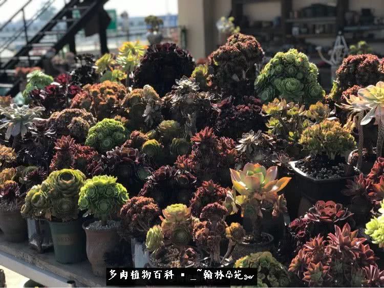 又一场法师视觉盛宴欣赏：翰林苑的昆明多肉花园！