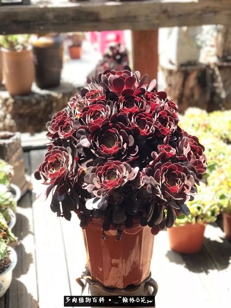 又一场法师视觉盛宴欣赏：翰林苑的昆明多肉花园！