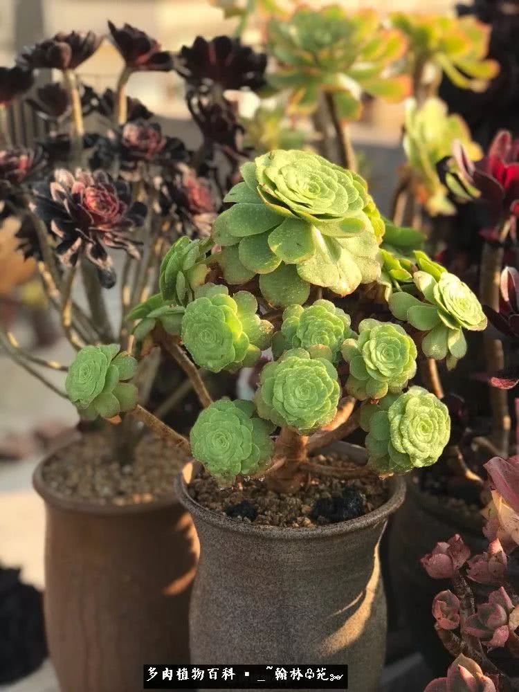 昆明精品多肉花园,昆明最好看的多肉花园