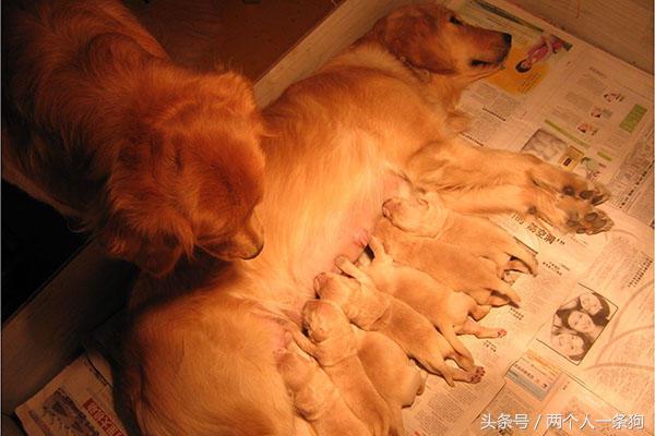 脾气超级好的金毛,脾气暴躁金毛