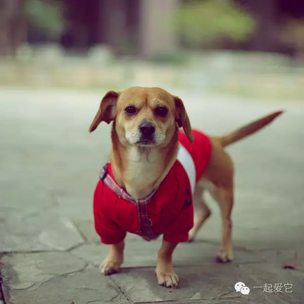 狗狗来生理期怎么办,怎么能断定狗狗来生理期了