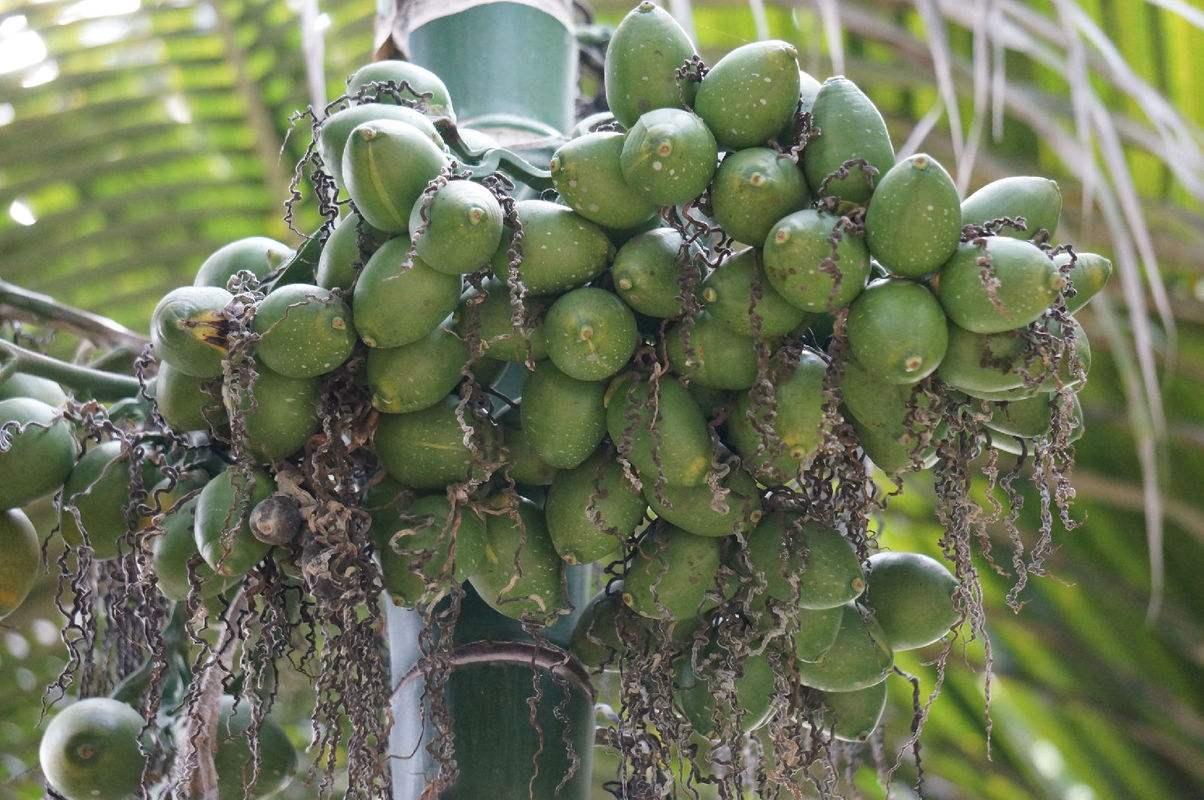 经常吃槟榔会造成什么后果,一直吃槟榔的后果是什么