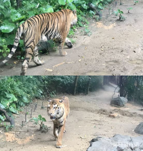 广州长隆野生动物园地址,广州长隆野生动物园打卡文案