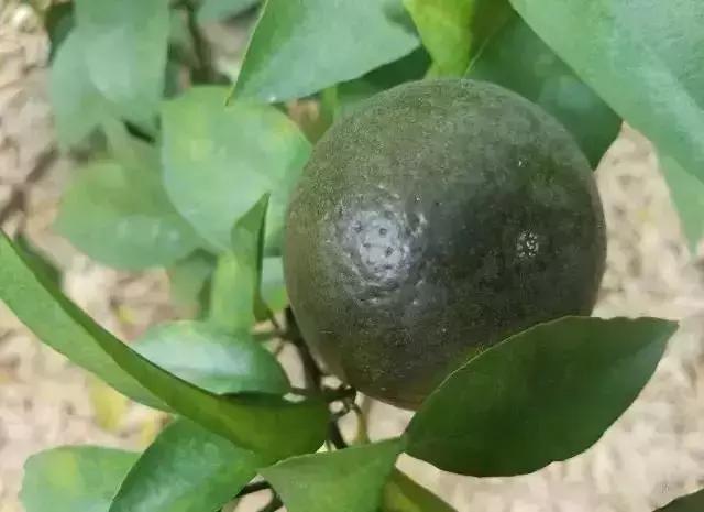 柑橘10月份还要预防锈壁虱吗,柑橘锈壁虱防治最新农药有哪些