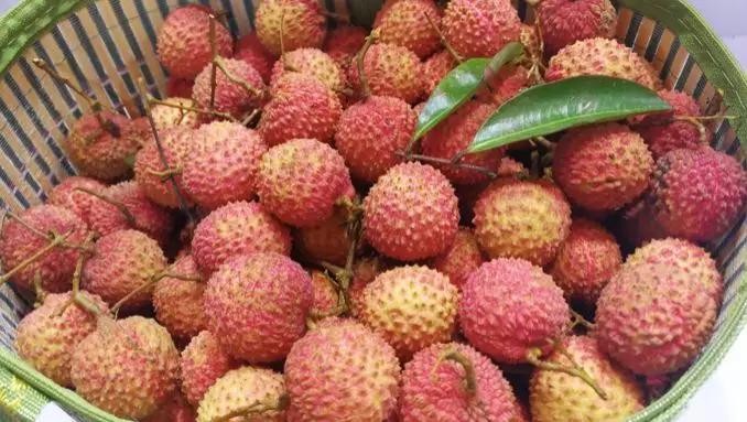 今年广东荔枝丰产大年！产业还有哪些新机会？商机在哪？