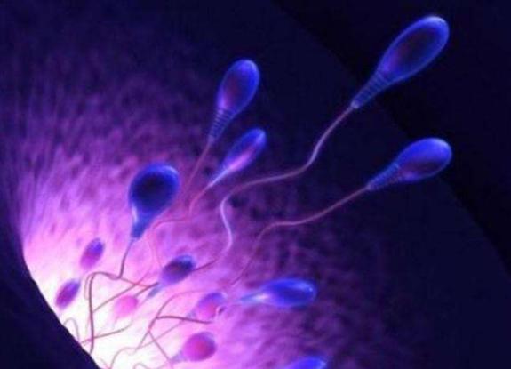备孕如何做有利于精子质量,备孕期间怎样让精子质量变好