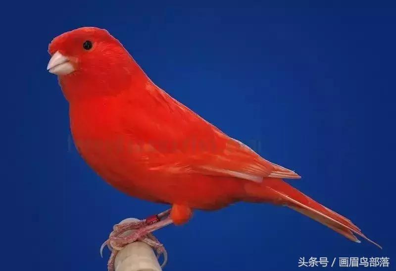 芙蓉鸟金丝鸟的饲养与繁殖,芙蓉鸟金丝雀要怎么上手才行