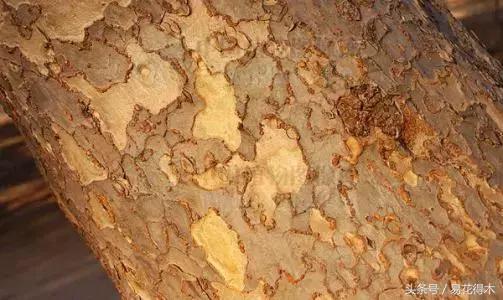 怎么区分榆树和榉树,怎么分辨榆叶梅和碧桃