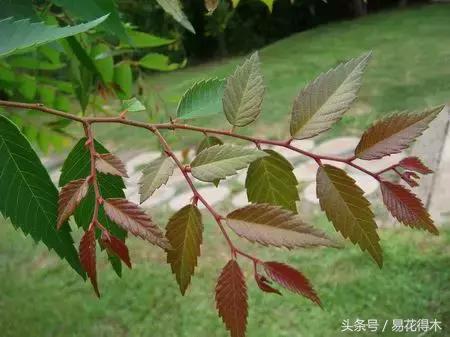 小叶榆和榉树怎样鉴别,小叶榔榆和花皮榆有什么区别