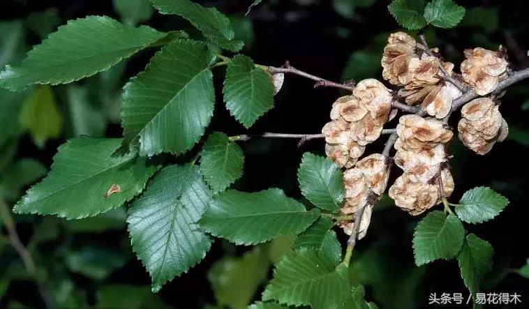怎么区分榆树和榉树,怎么分辨榆叶梅和碧桃