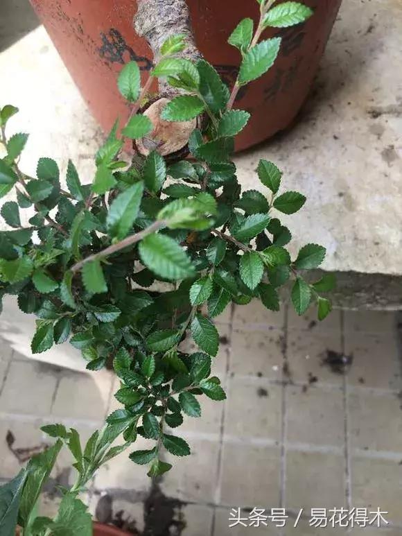 怎么区分榆树和榉树,怎么分辨榆叶梅和碧桃