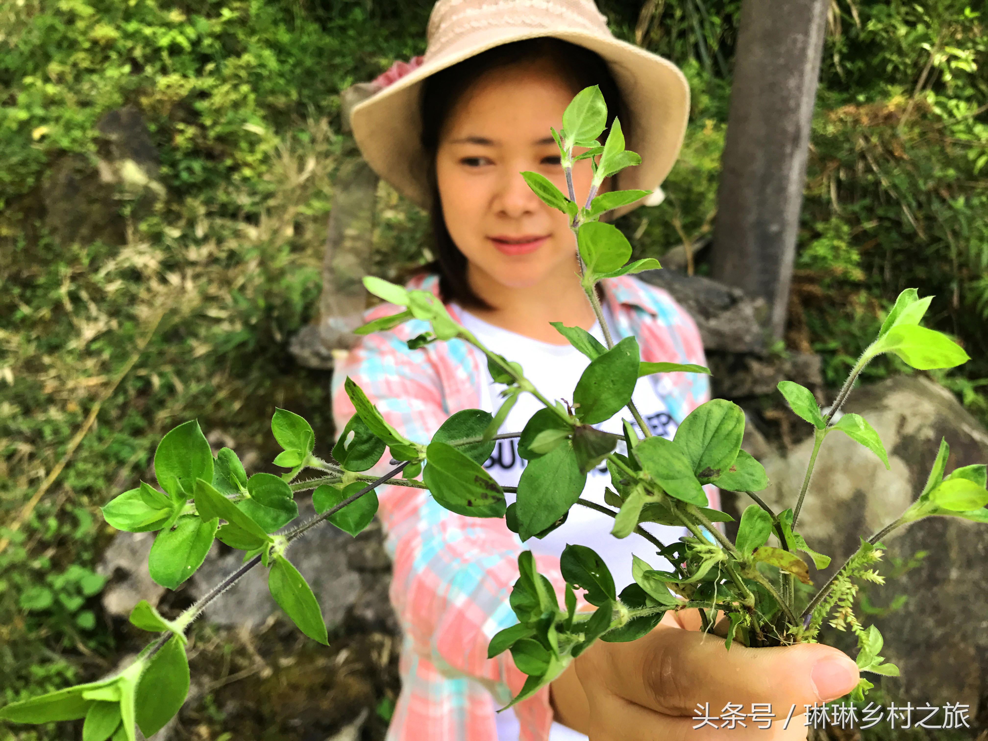 农村一种珍贵野草,农村常见的这种野草竟然这么值钱