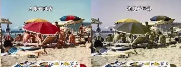 狗狗看世界杯激动的跳下来,狗怎么看世界杯