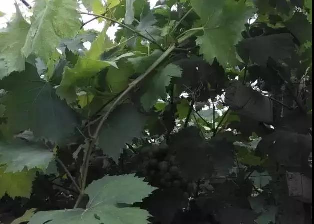 葡萄成熟掉果,葡萄快成熟时为什么果粒缩水掉料