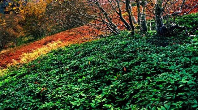 深读，这就是延边！这里有一个22℃的夏天，还有……