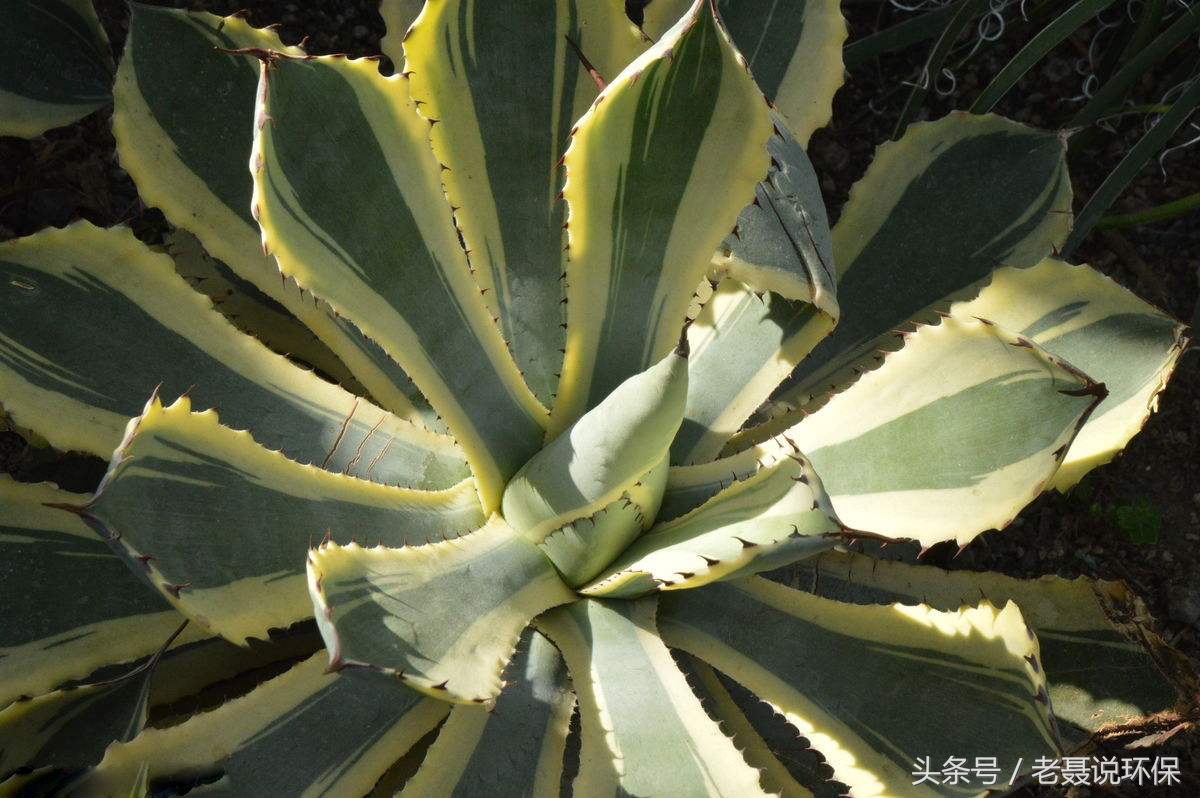 什么绿植吸收甲醛最好,新装修房子放什么绿植可防甲醛