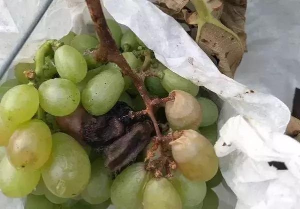 葡萄保果后掉粒什么原因,葡萄果粒变软脱落是什么原因