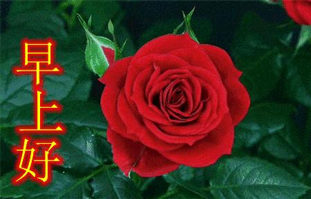 早上好最美的祝福送给你短句子,早上好的温馨祝福送给你