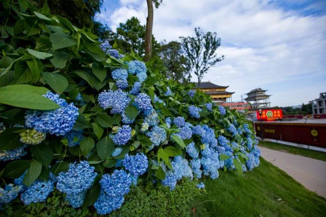 开奖｜林盘里、绿道上、花海间！20张石象湖门票花落谁家