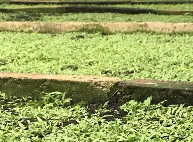 白芨药用与用量,紫花白芨栽培高产技术