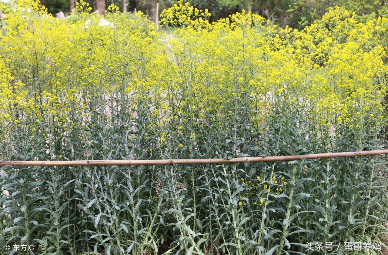 肠道调理视频,肠道调养