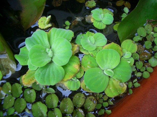 养在水里的花卉有哪些,在水里生长的花卉都有哪些