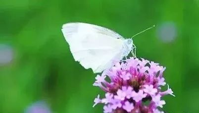 祥和家园杀人事件,祥和家园门口杀人案