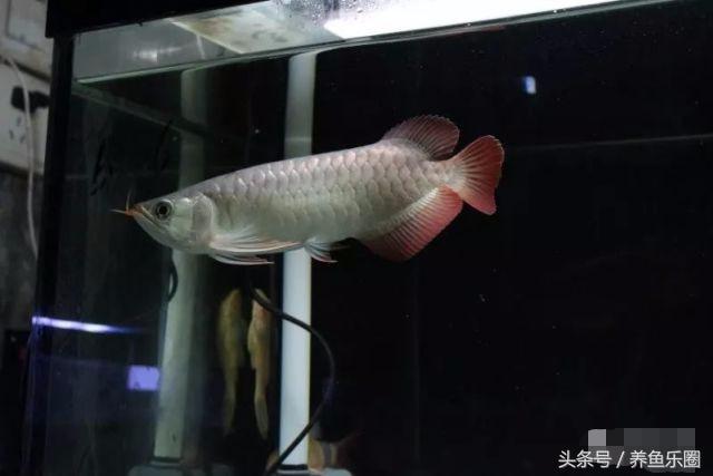 龙鱼不同时期应该做的事,龙鱼各个阶段注意什么