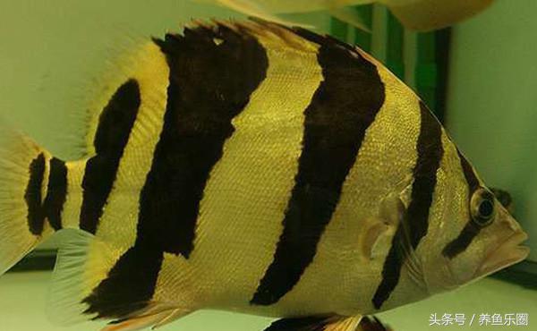 虎鱼一般都会得什么病,虎鱼常见的疾病有哪些