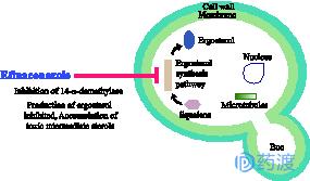 每日一药之阿普唑仑,每日一药讲解视频
