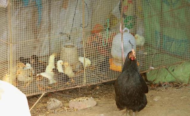 养野山鸡技术,养山鸡如何防蛇