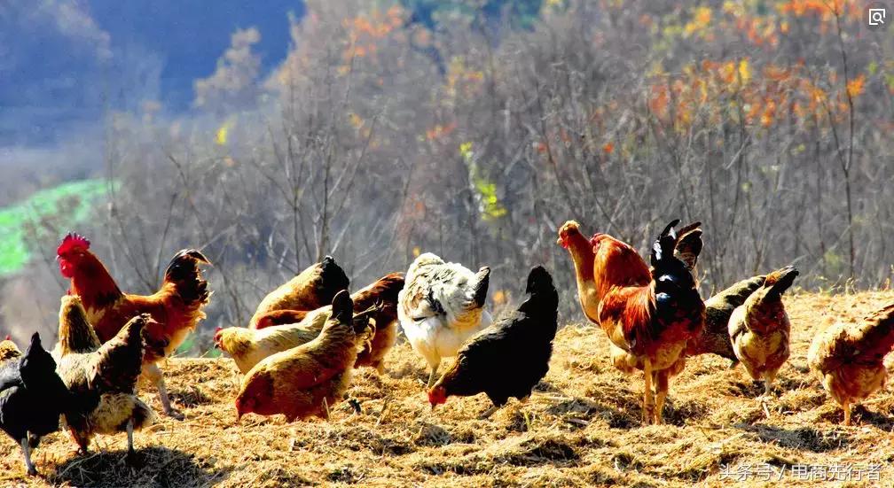 农村电商开辟乡村振兴新空间,甘肃临夏乡村电商