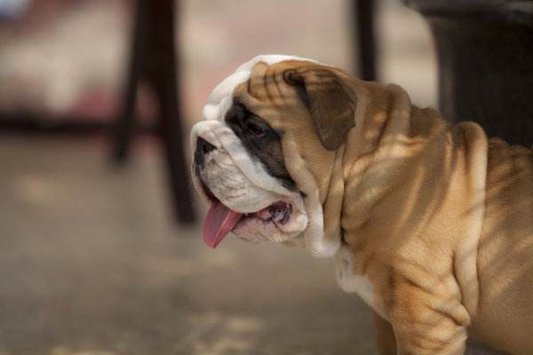 狗狗行为突然反常一直盯着门看,狗狗6种迷惑行为解读