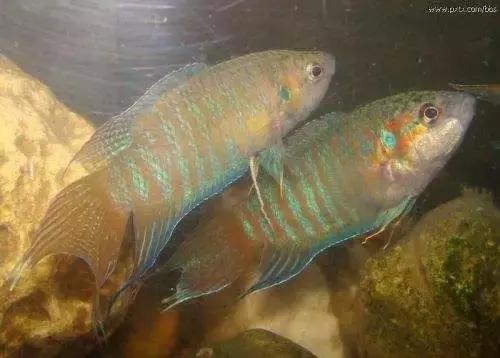 斗鱼靓仔,斗鱼小仔