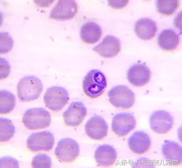 巴贝斯焦虫的终末宿主,巴贝斯焦虫病能扛过去吗