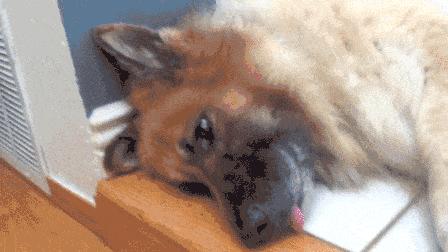 狗便血一定是细小吗,狗便血最有效的治疗方法