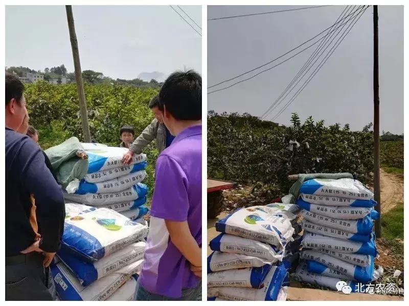 种植番石榴一亩挣多少钱,种植10亩番石榴大概成本要多少钱