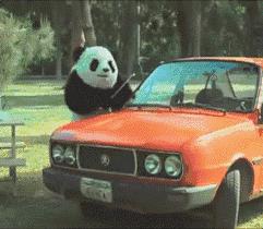 熊猫摄影拍摄技巧,熊猫摄影图片大图