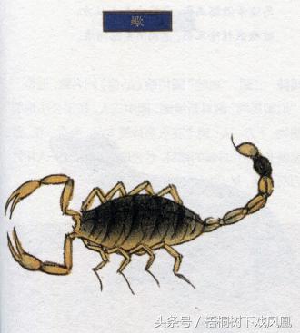 端午节驱五毒的习俗,端午节有哪些风俗五毒的说法